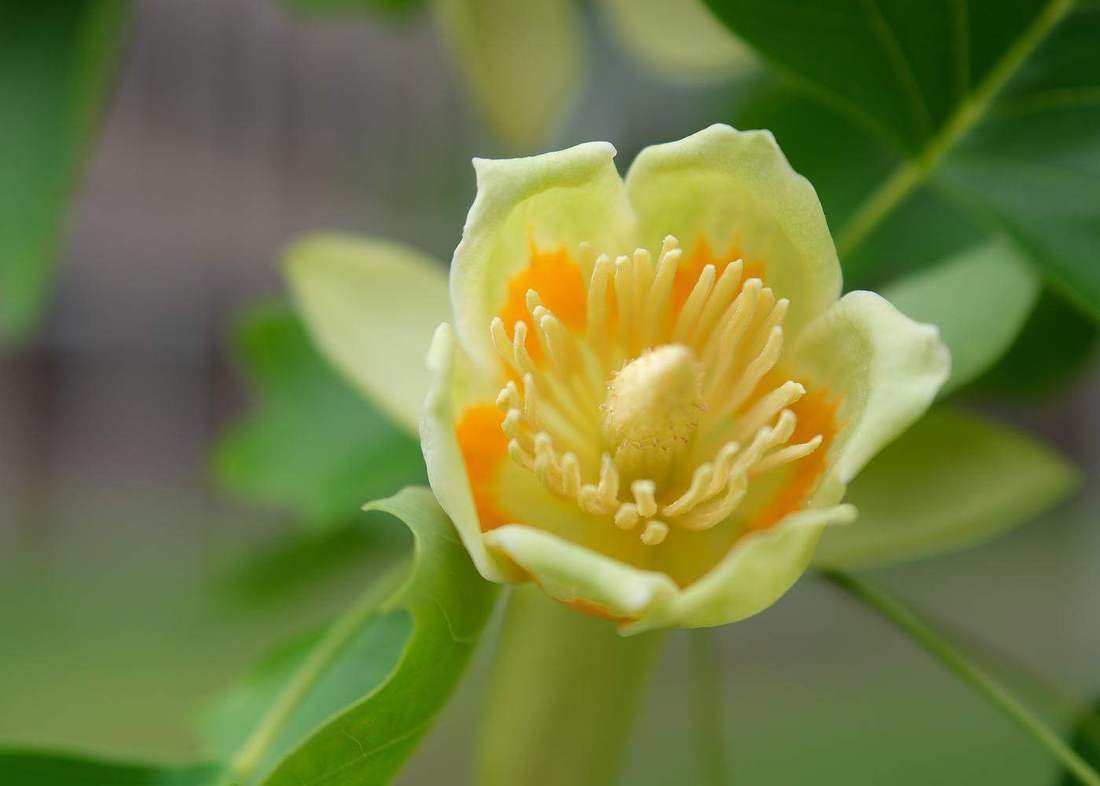 初夏に咲くチューリップ型のユリノキの花