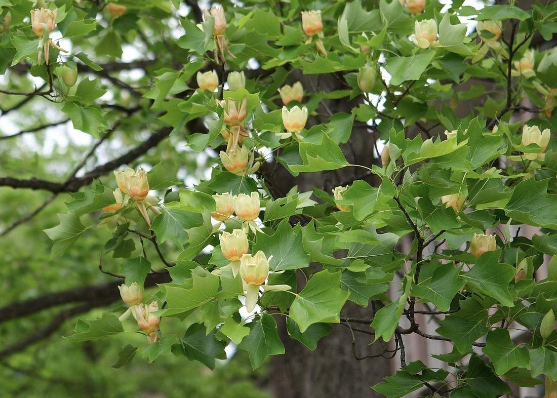 初夏に花をつけたユリノキの枝