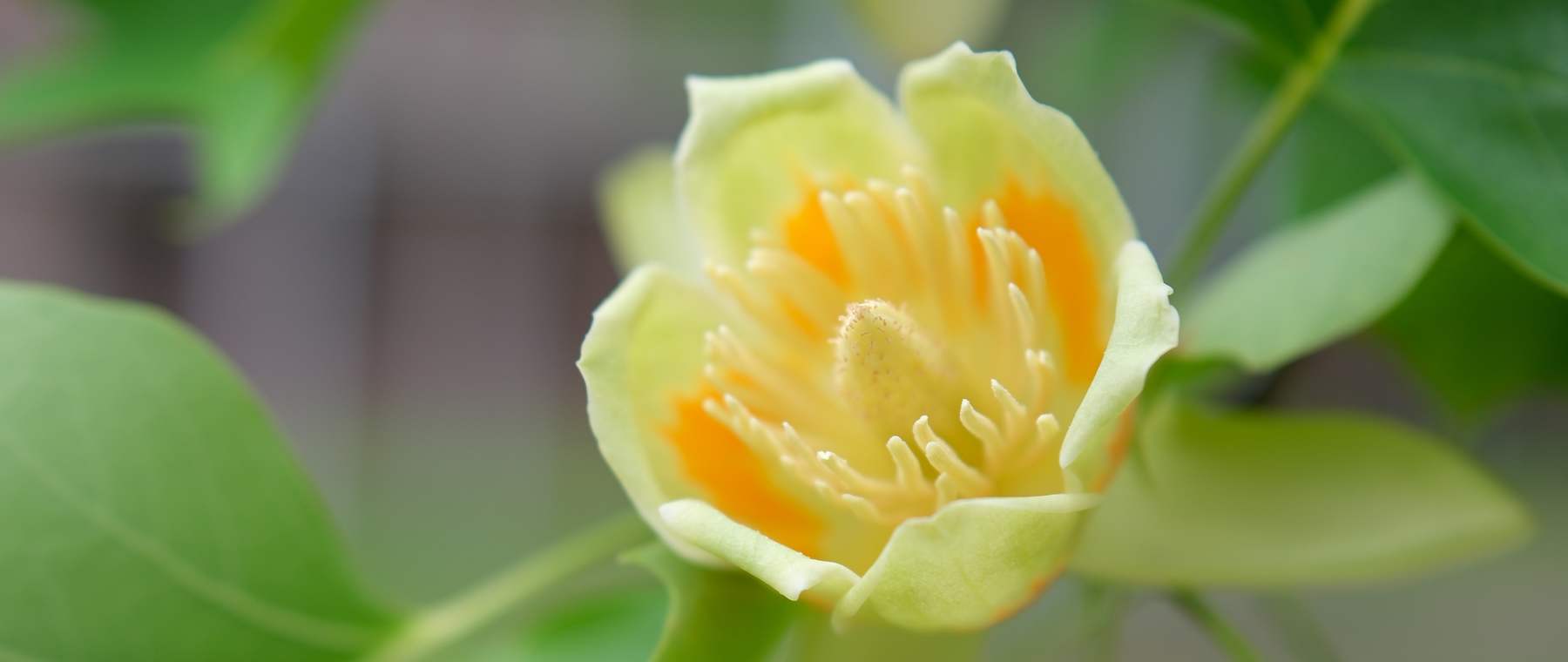初夏に咲くユリノキの花