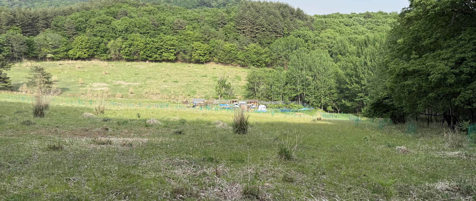 山並みを望むユリノキの植栽地