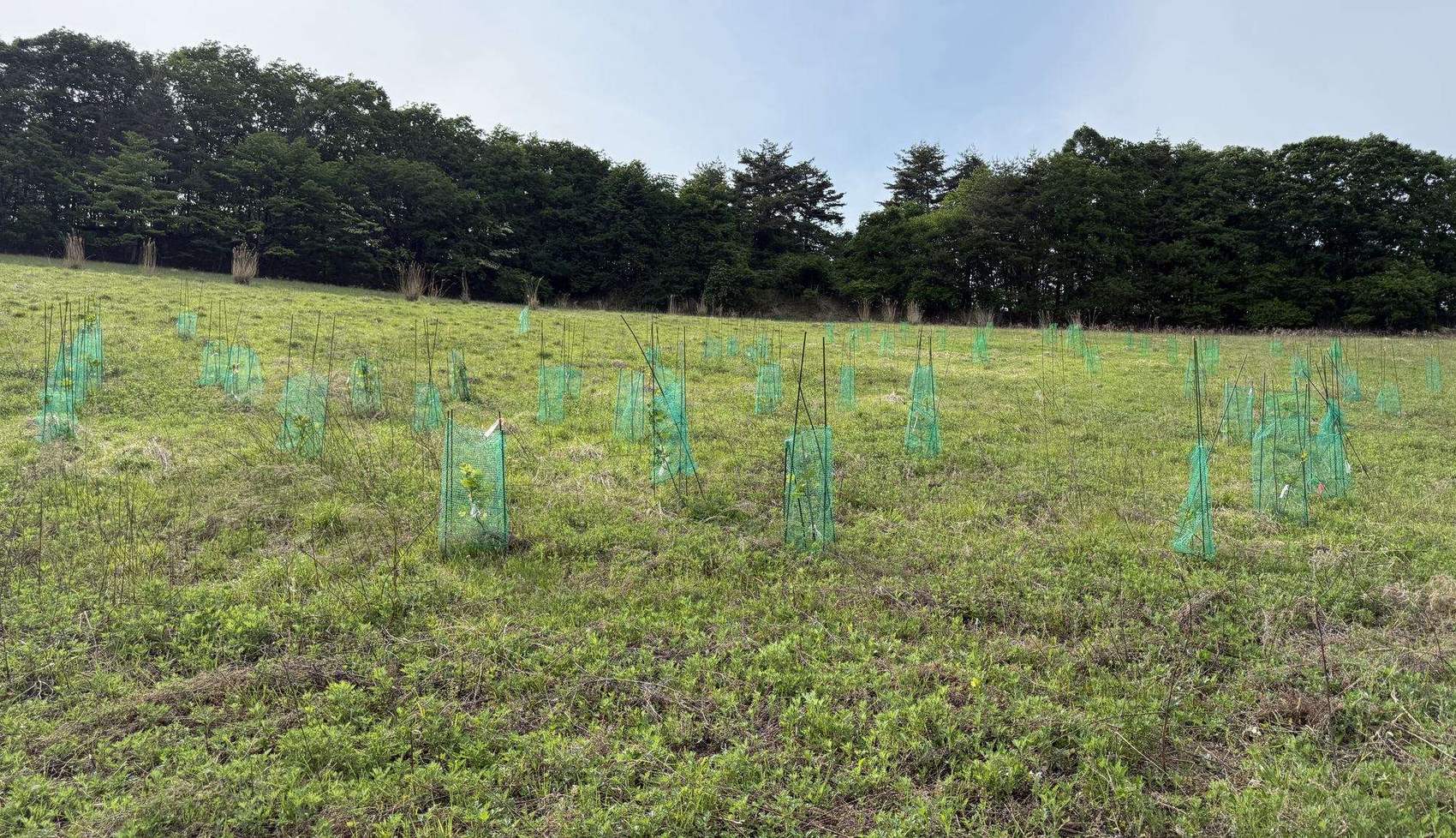 盛岡市内のユリノキ植栽地の全景
