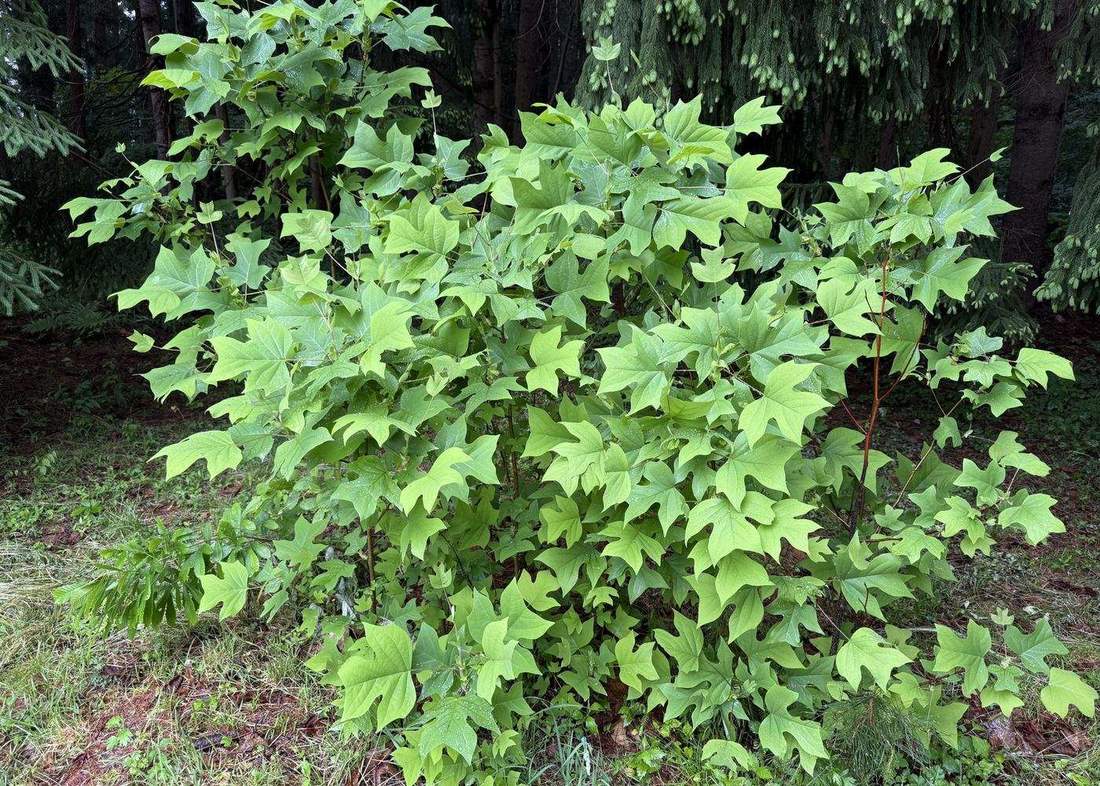 半纏に似た独特の形をしたユリノキの葉