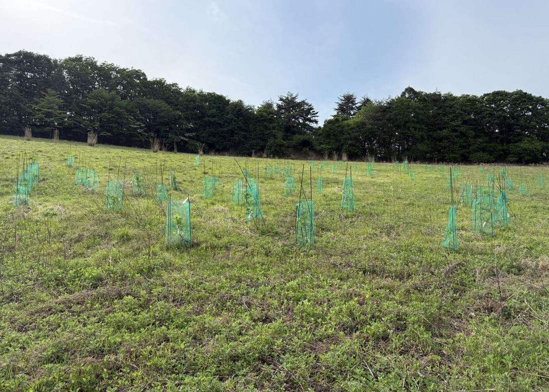 盛岡市浅岸のユリノキ・モデル植栽地