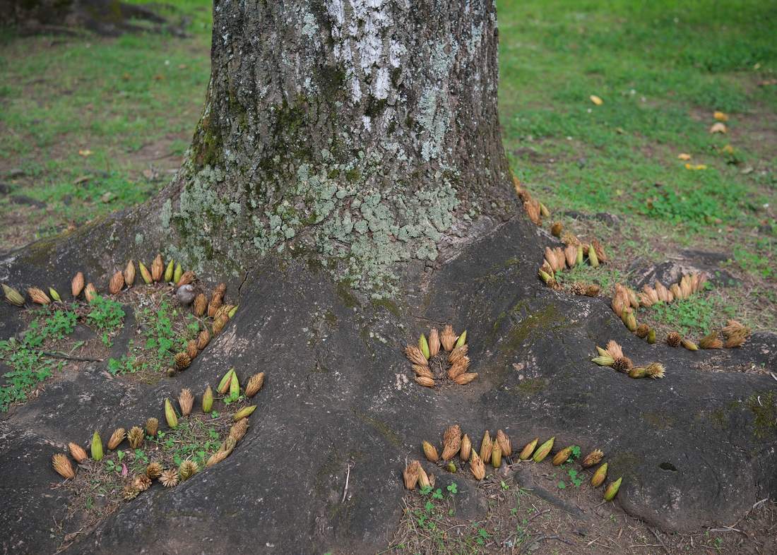 ユリノキの根元に集められた実