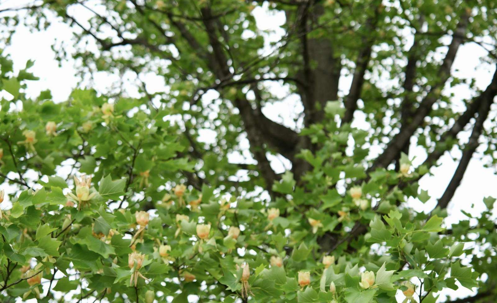 花をつけたユリノキの樹冠を見上げる
