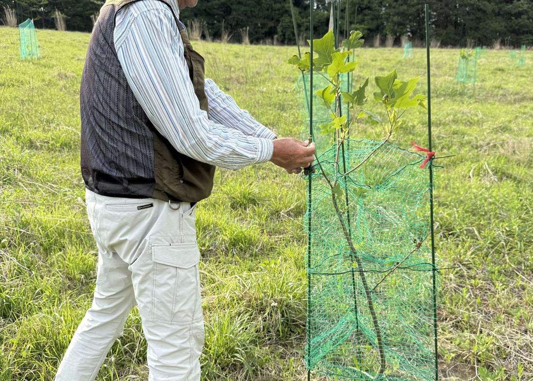 モデル植栽地での作業の様子